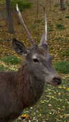 tooonytoony Altpins Profile Picture