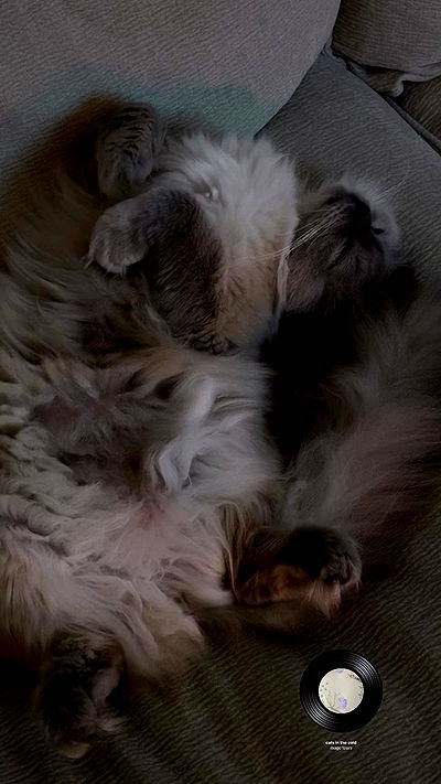 laluzone laluzone archive video