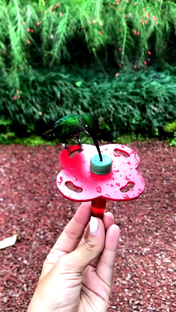 noa_mendel_ archive video preview