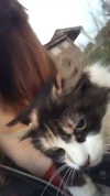 algofobica Altpins Profile Picture