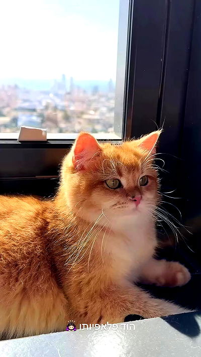 itsilanosh itsilanosh archive video