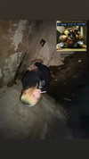 jesskq_ Altpins Profile Picture