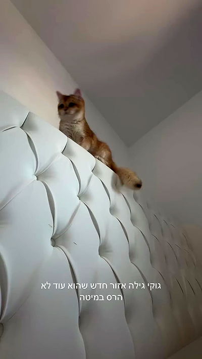 itsilanosh itsilanosh archive video