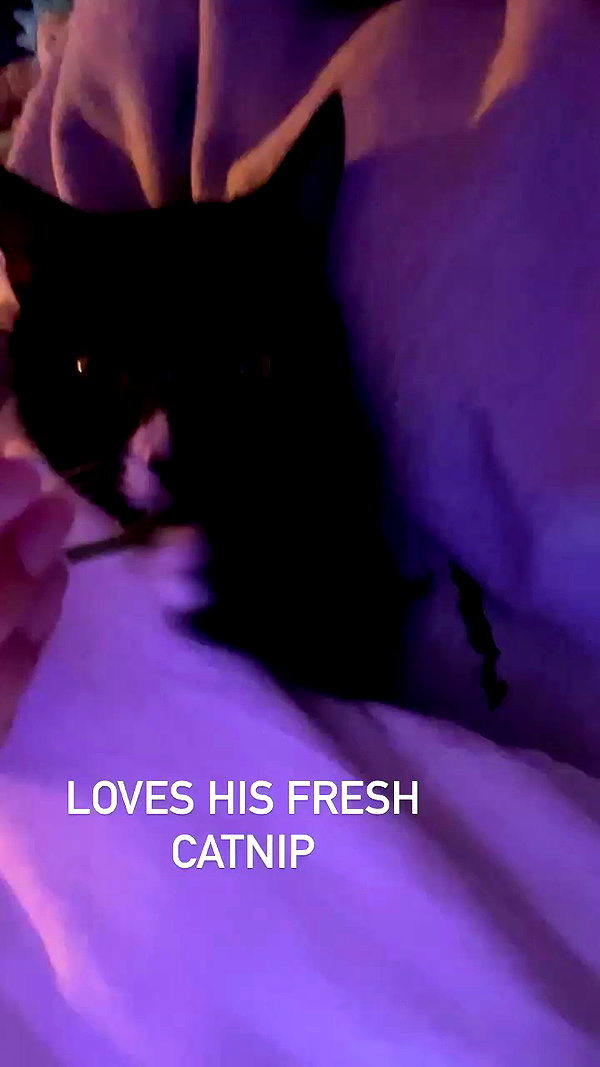 sydney_melman archive video preview