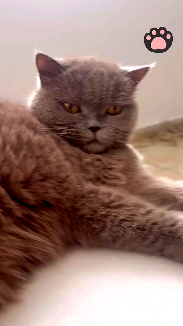 hellokittyangel666 archive video preview