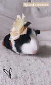 la.vica_ Altpins Profile Picture