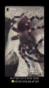 karin_orhov Altpins Profile Picture