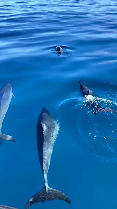 carolinezalog carolinezalog archive video