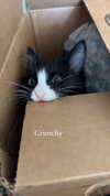 sydney_melman Altpins Profile Picture