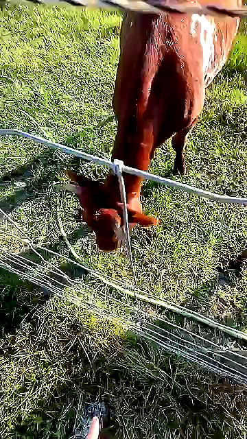 sophieraiin sophieraiin archive video