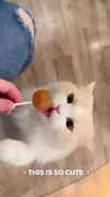 fegalvao_ Altpins Profile Picture