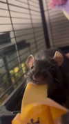 novahnovielli Altpins Profile Picture
