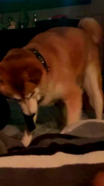 zommmbri zommmbri archive video