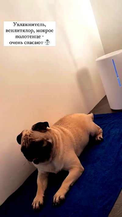 nyityam nyityam archive video