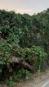 noa_mendel_ Altpins Profile Picture