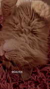 calyen Altpins Profile Picture