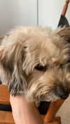 sydney_melman Altpins Profile Picture