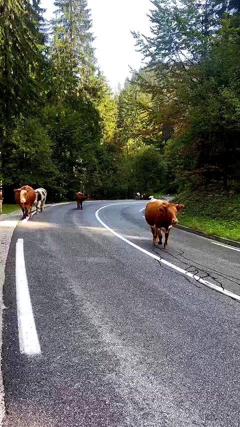 emily.otaku archive video preview