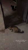 karin_orhov Altpins Profile Picture