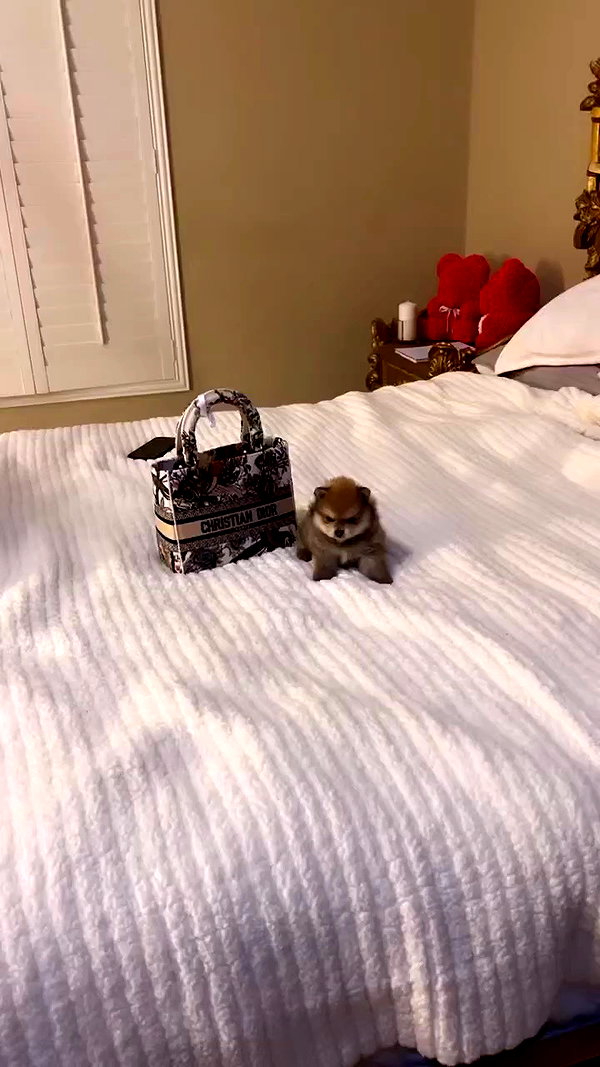 jailyneojeda archive video preview
