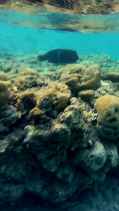 g.a.l.1.a g.a.l.1.a archive video