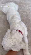 minicuta Altpins Profile Picture