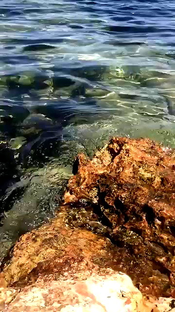 zaperwave archive video preview