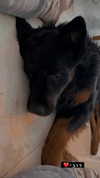 __yaheli_ Altpins Profile Picture