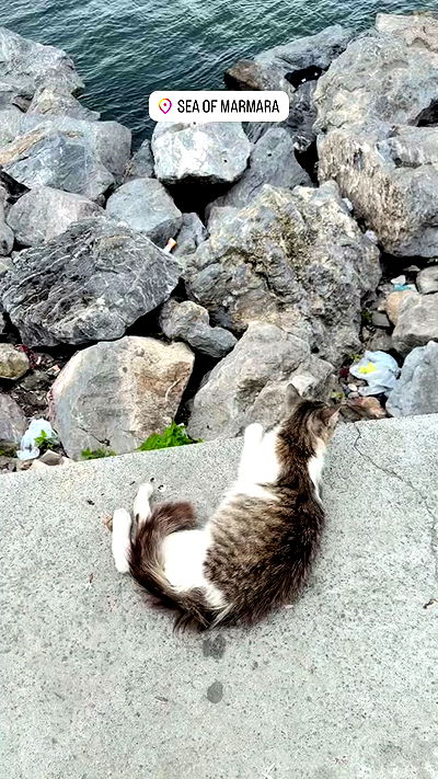 ninja.vi ninja.vi archive video