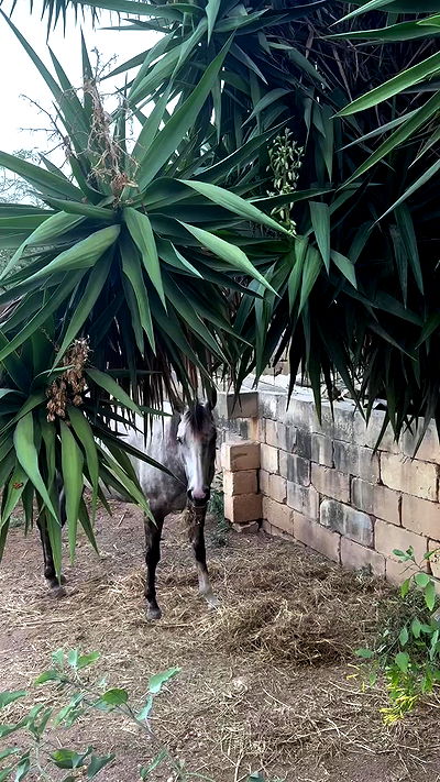 bakedsloths bakedsloths archive video