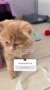anyarodionov Altpins Profile Picture