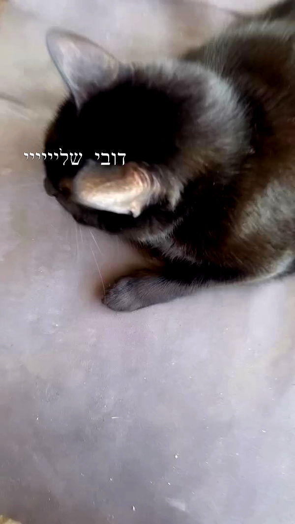 hellokittyangel666 archive video preview