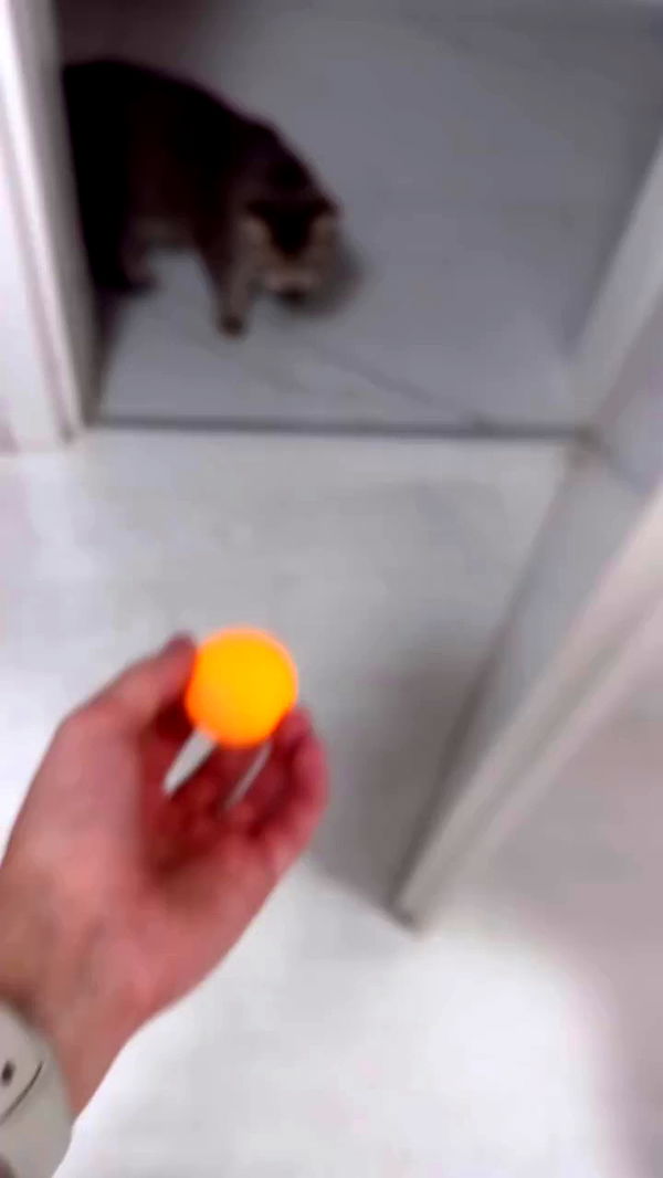 natahalieeee archive video preview