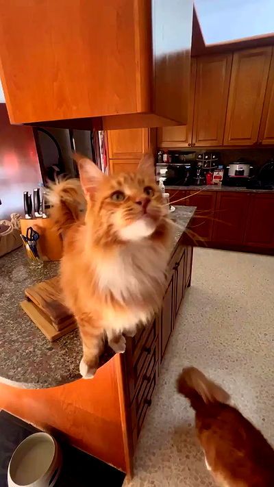 bakedsloths bakedsloths archive video