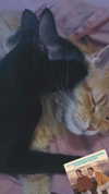 calyen Altpins Profile Picture