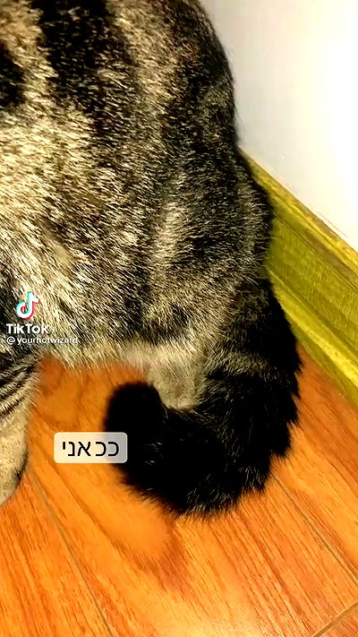 moonyyyya moonyyyya archive video