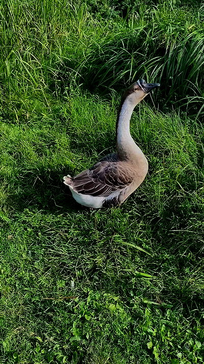 noa_zemlyanski noa_zemlyanski archive video