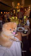 diana_tal_ Altpins Profile Picture