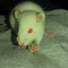 novahnovielli Altpins Profile Picture