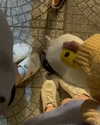 suadaunanh_ne Altpins Profile Picture