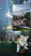 astarwbry_ Altpins Profile Picture