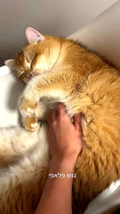 itsilanosh itsilanosh archive video