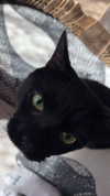 charleygrayyy Altpins Profile Picture