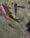 astarwbry_ Altpins Profile Picture