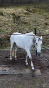 tooonytoony Altpins Profile Picture