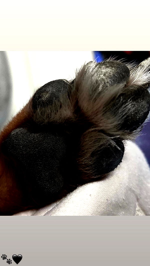 dustheadd archive video preview