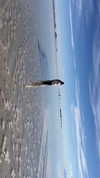 romy.benshushan Altpins Profile Picture
