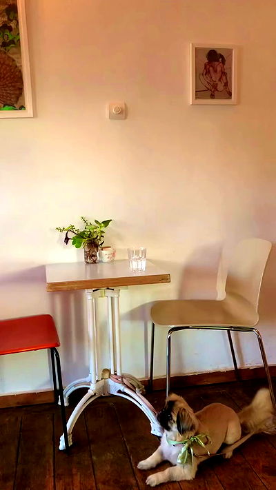 romy_ayalla_lavi romy_ayalla_lavi archive video