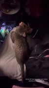 karin_orhov Altpins Profile Picture