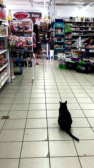 babynympho_archive babynympho_archive archive video